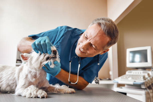 Best Emergency Dental Care for Trauma or Injury in Hamlin, TX